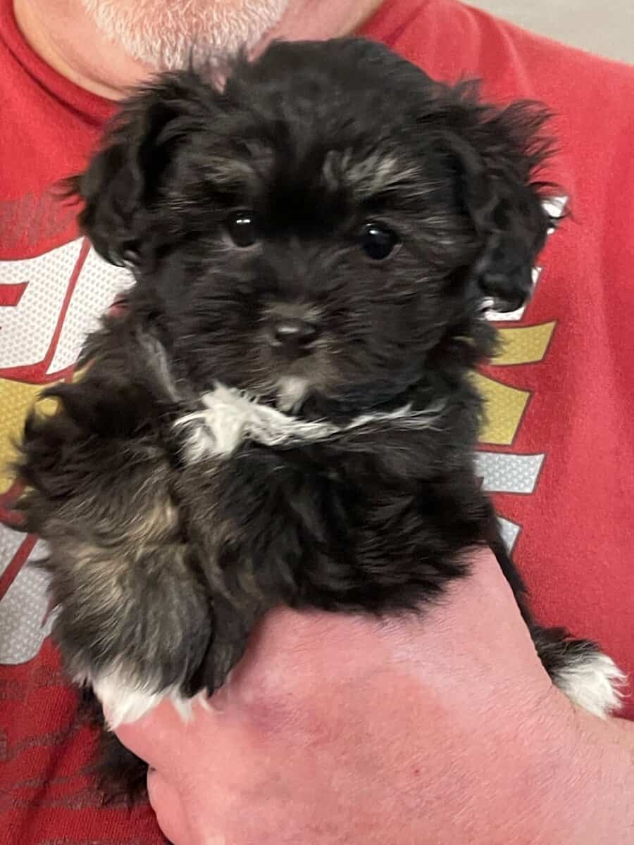 Adorable Havanese Puppies image 2