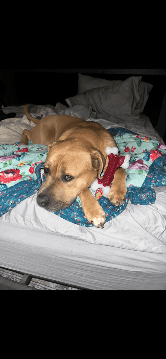 Dog for Rehome image 1