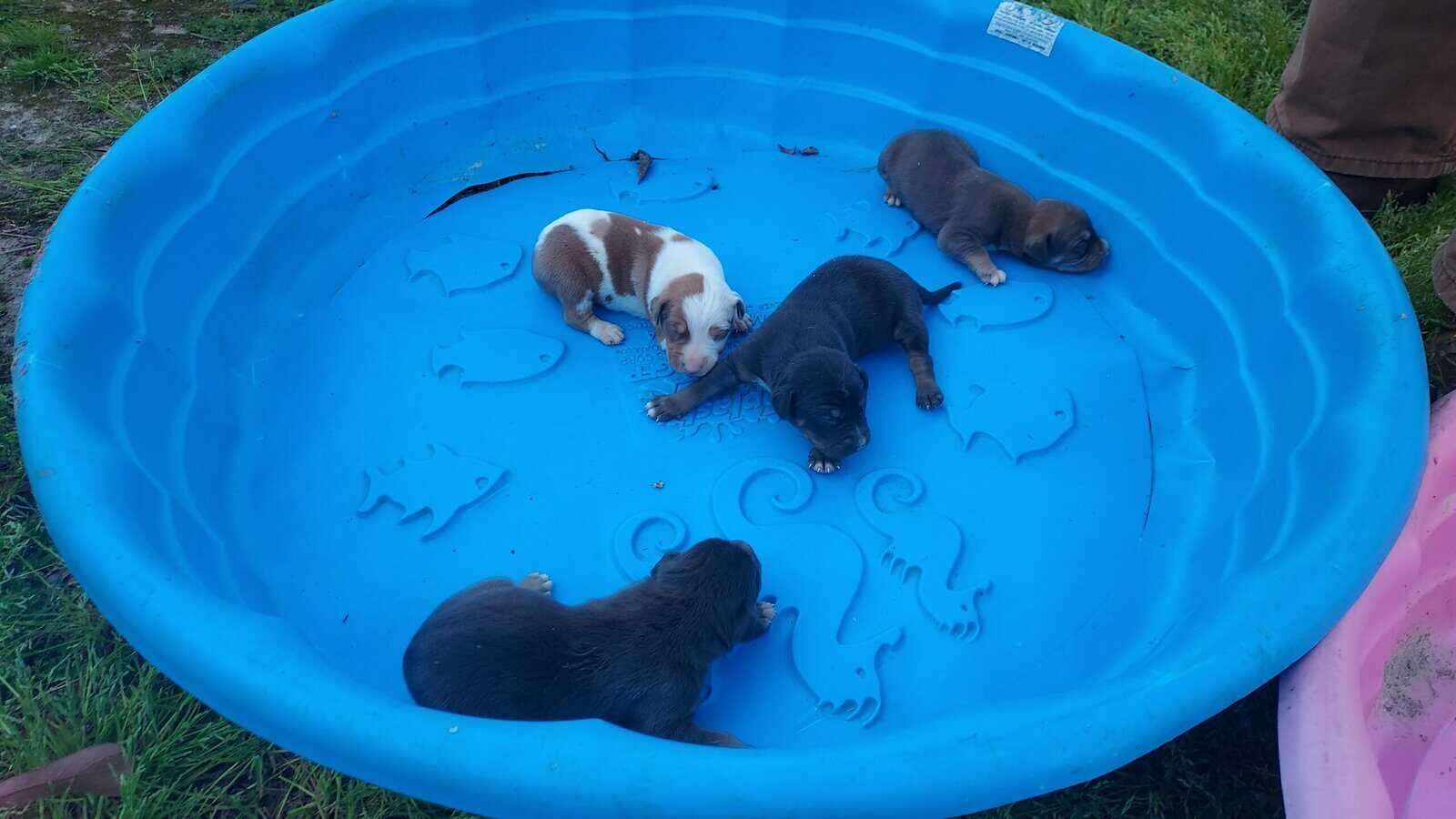 NALC Catahoula Puppies image 3