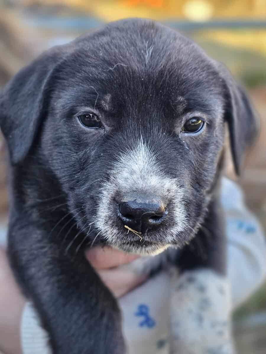 Puppies image 5