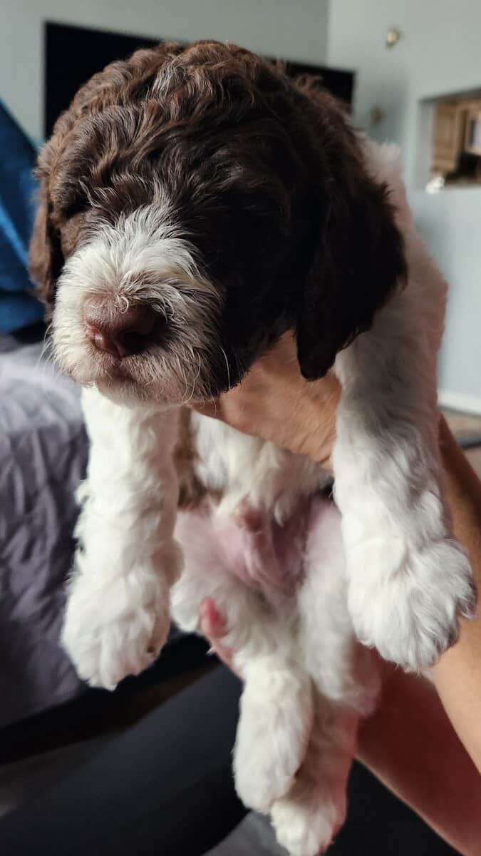 Labradoodle F1b puppies image 2