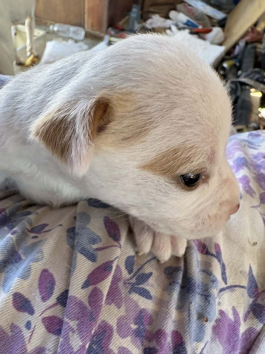 Heeler corgi mix pupies image 9