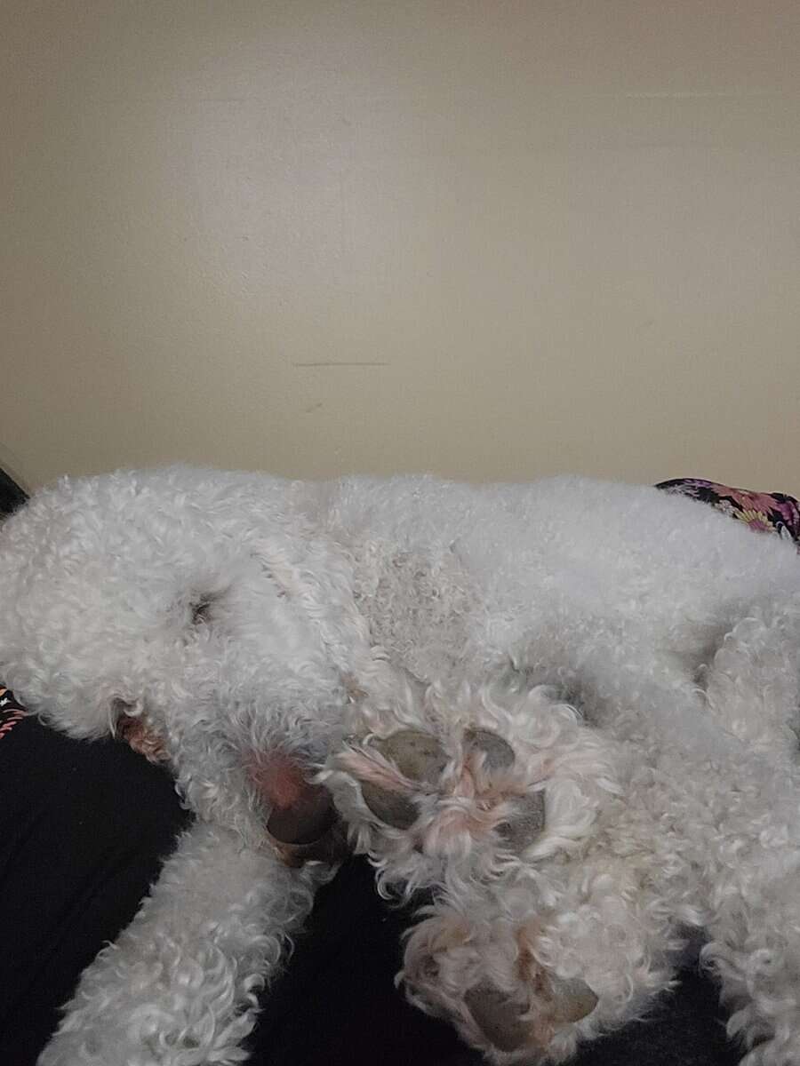 Poodle image 2