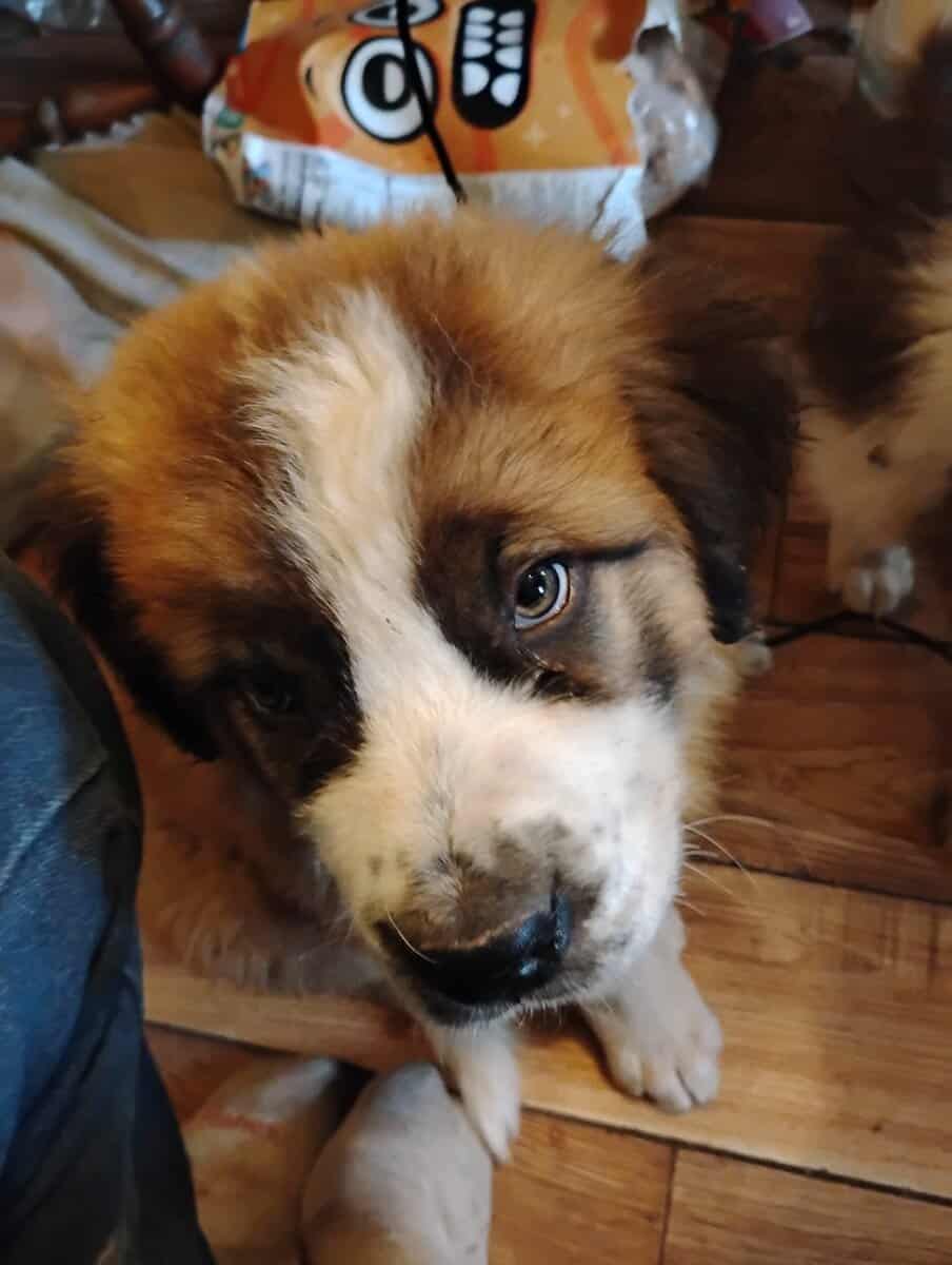 Full blooded St Bernard Puppies image 3