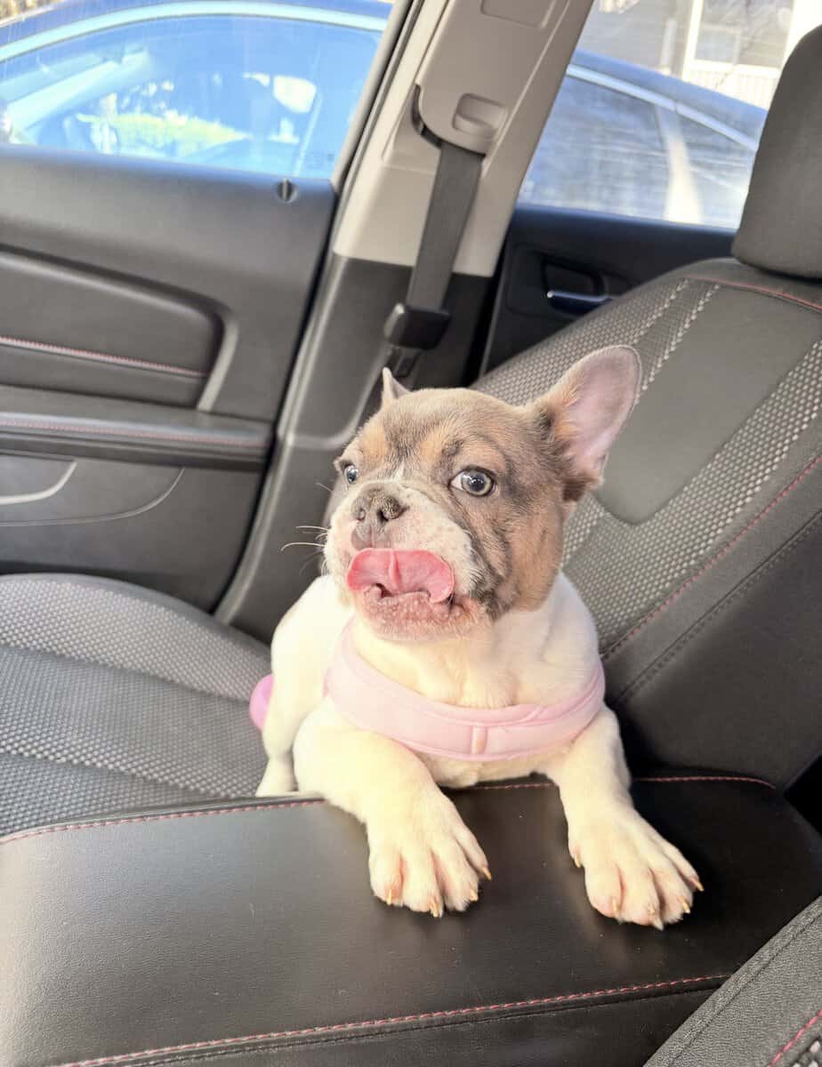 French Puppy Bulldog image 2