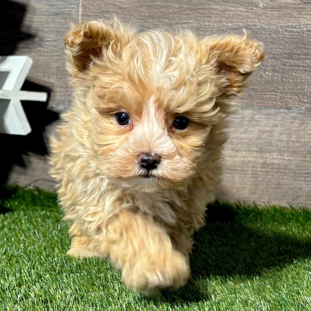 Adorable French Maltipoo pups image 2