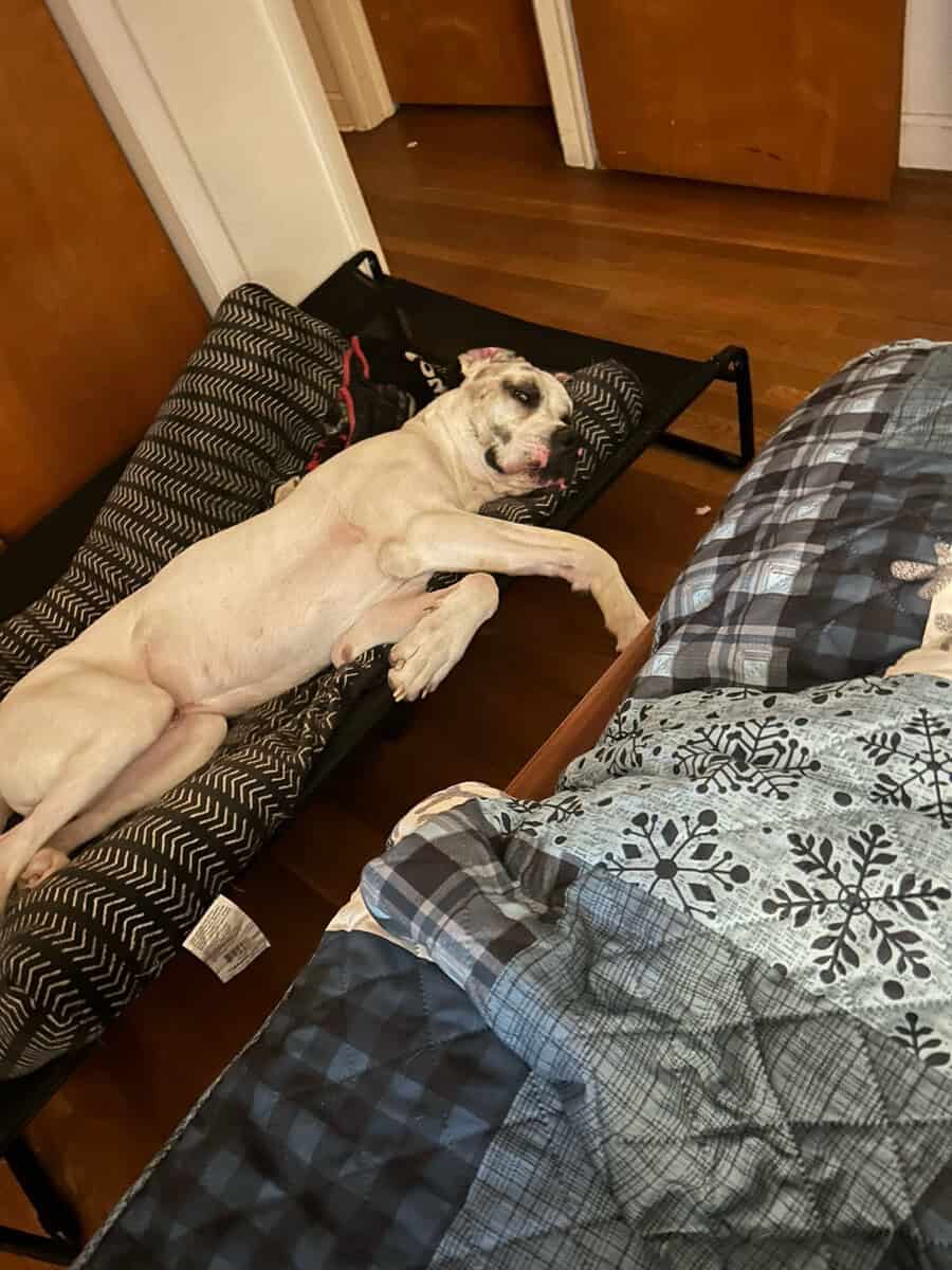 Great danes image 1