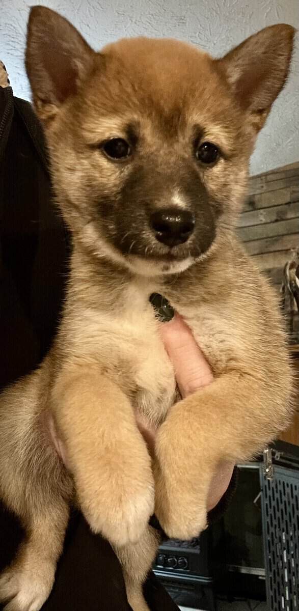 Adorable Shiba Inu Puppies image 1