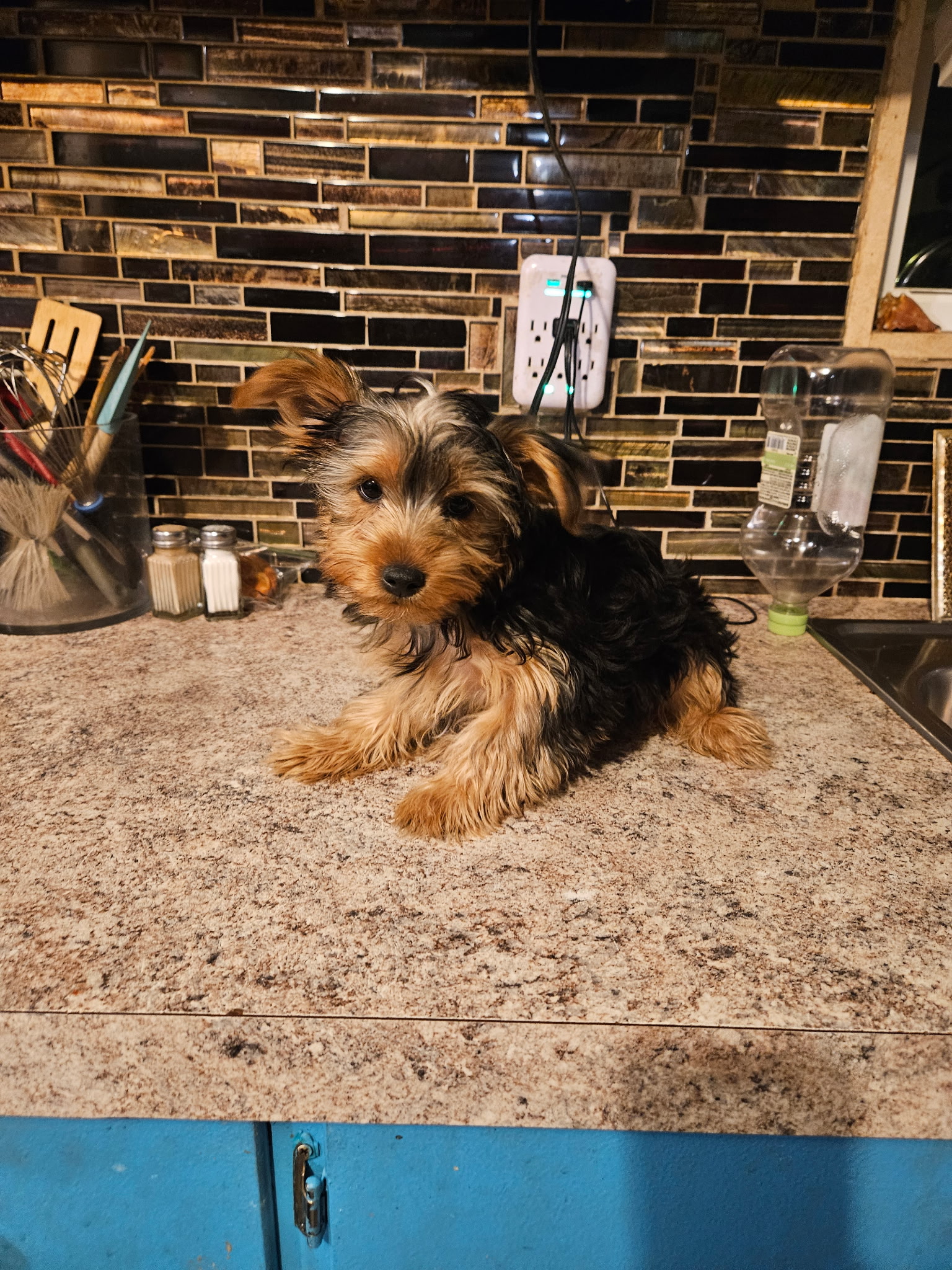 Beautiful Yorkshire Terrier Puppy image 6