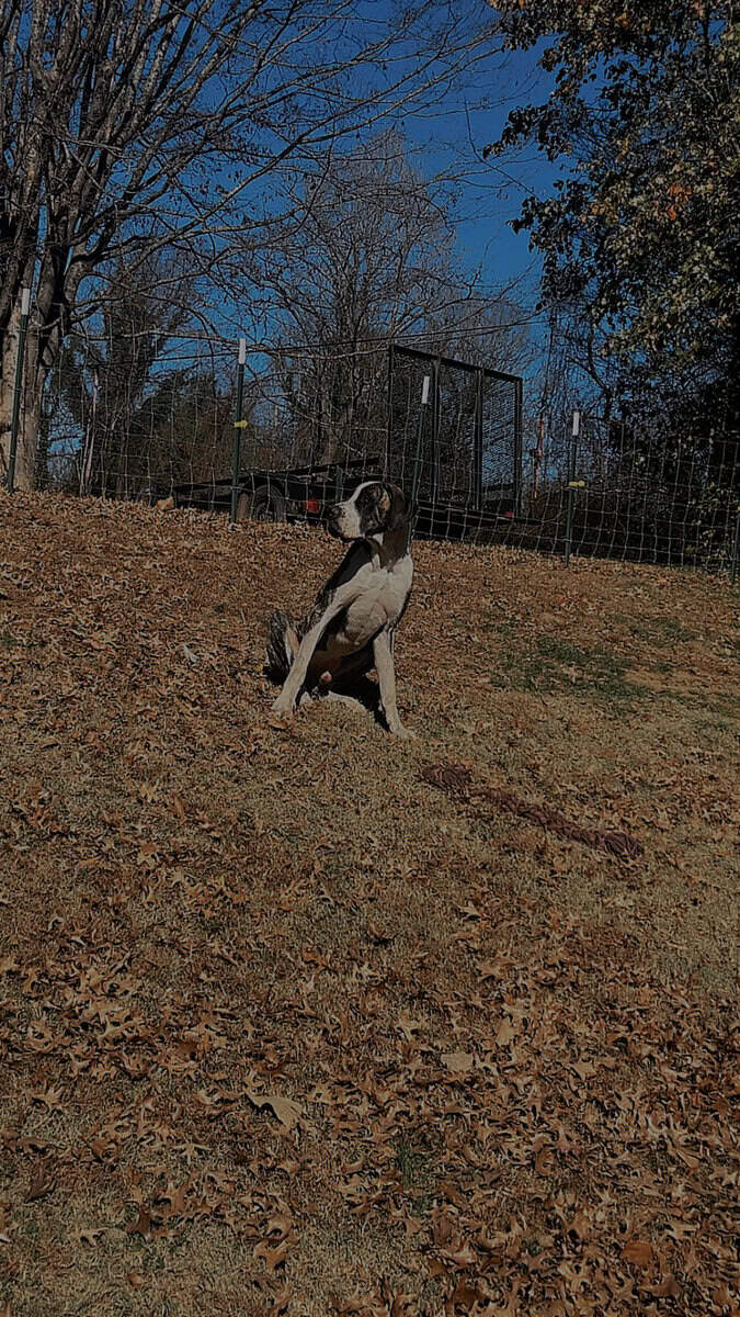 Great danes image 2