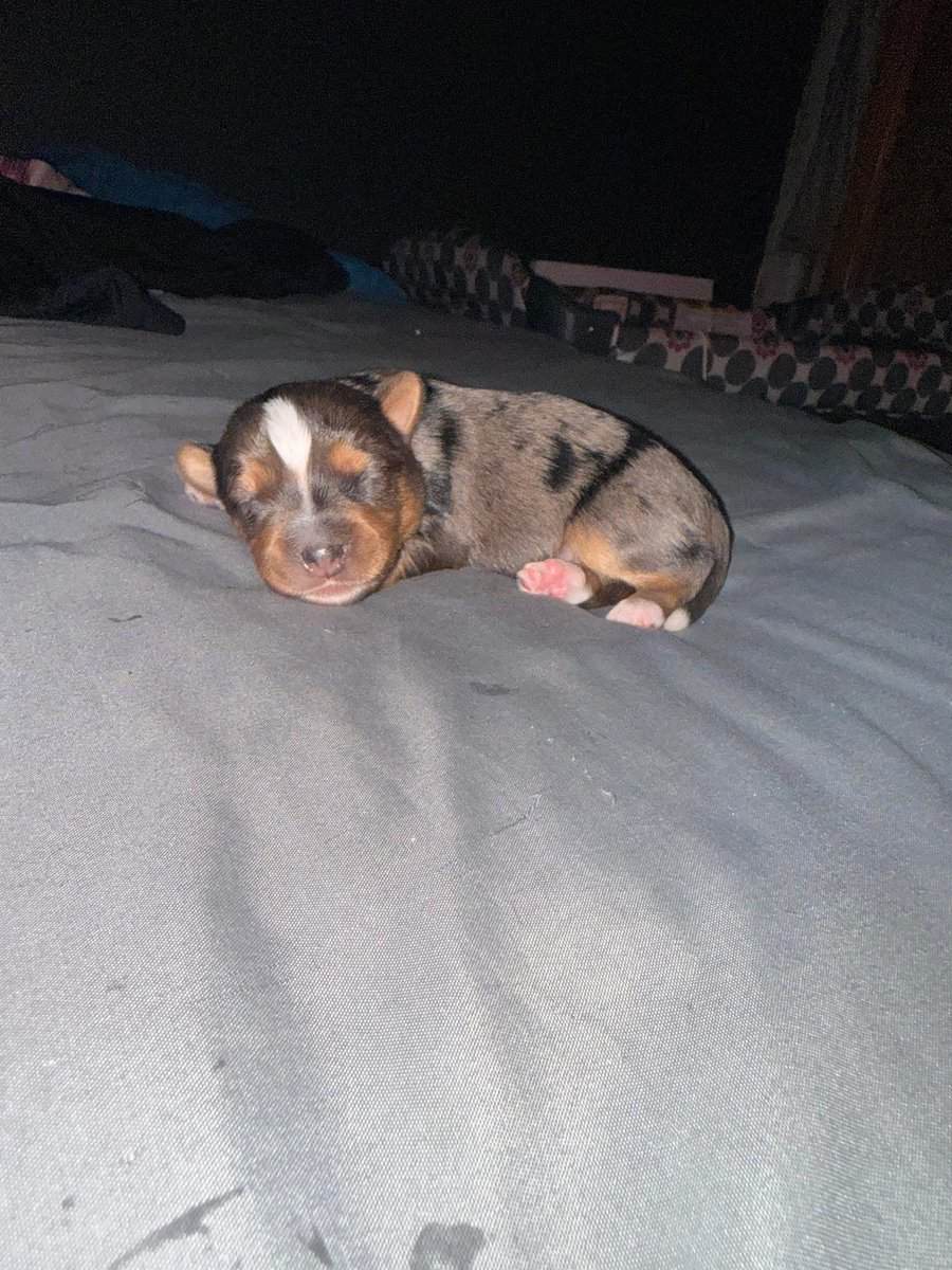 Merle 3 month yorkie boy image 5