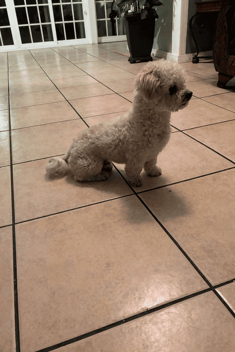 Male Maltipoo image 3