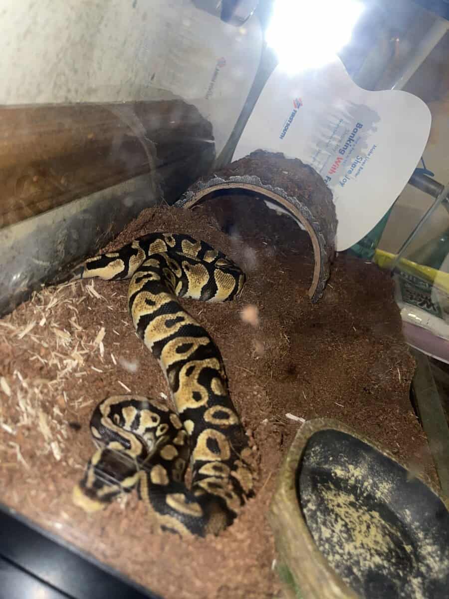 Beautiful python for sale image 2