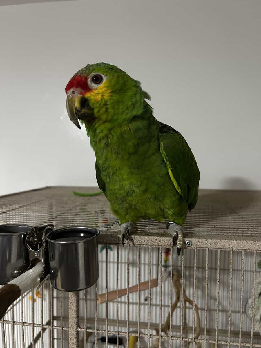 Red Lored Parrot image 2