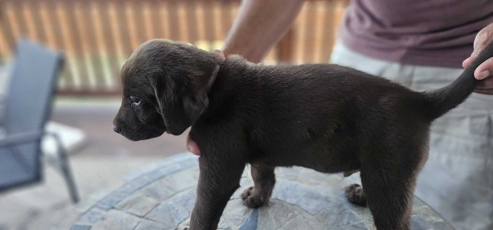 AKC Chocolate Lab Puppies image 1