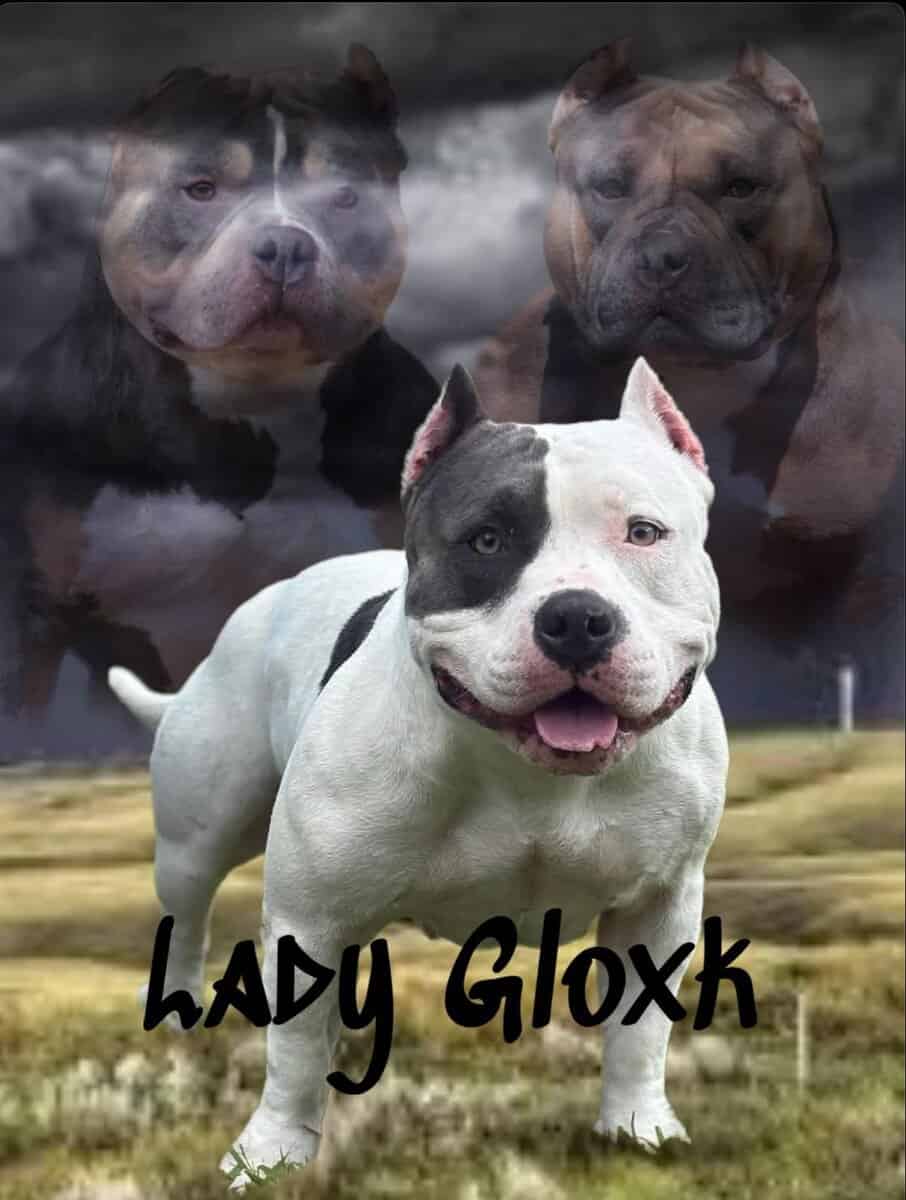 Abkc American bully puppies image 8