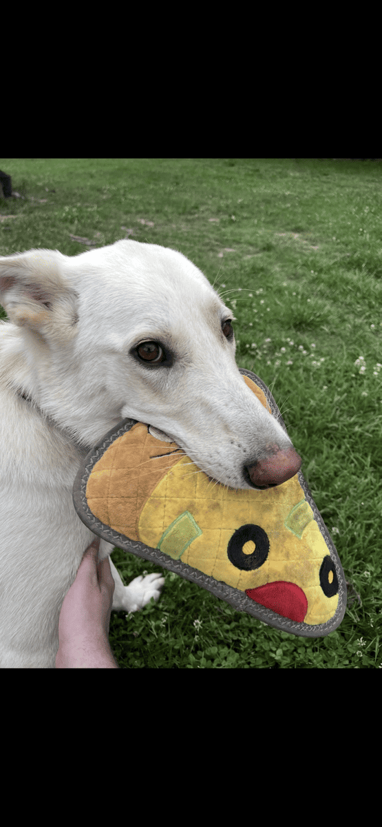 Luna, white/tan German shepherd image 5