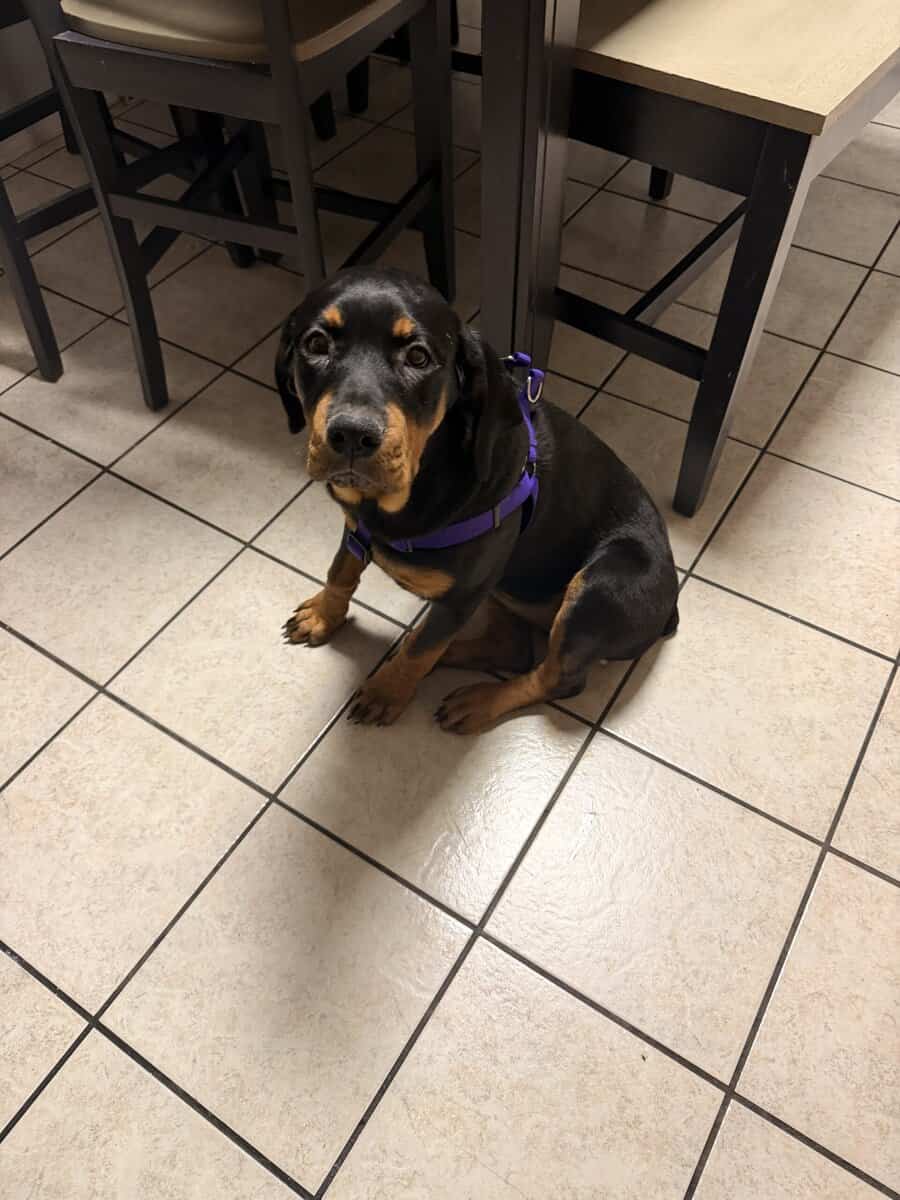 Five month old Rottweiler image 1