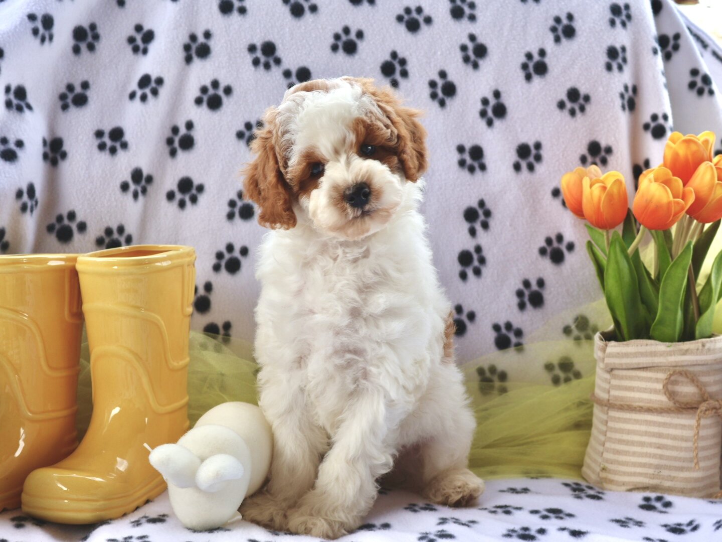 Cute Handsome Mini Goldendoodle image 3