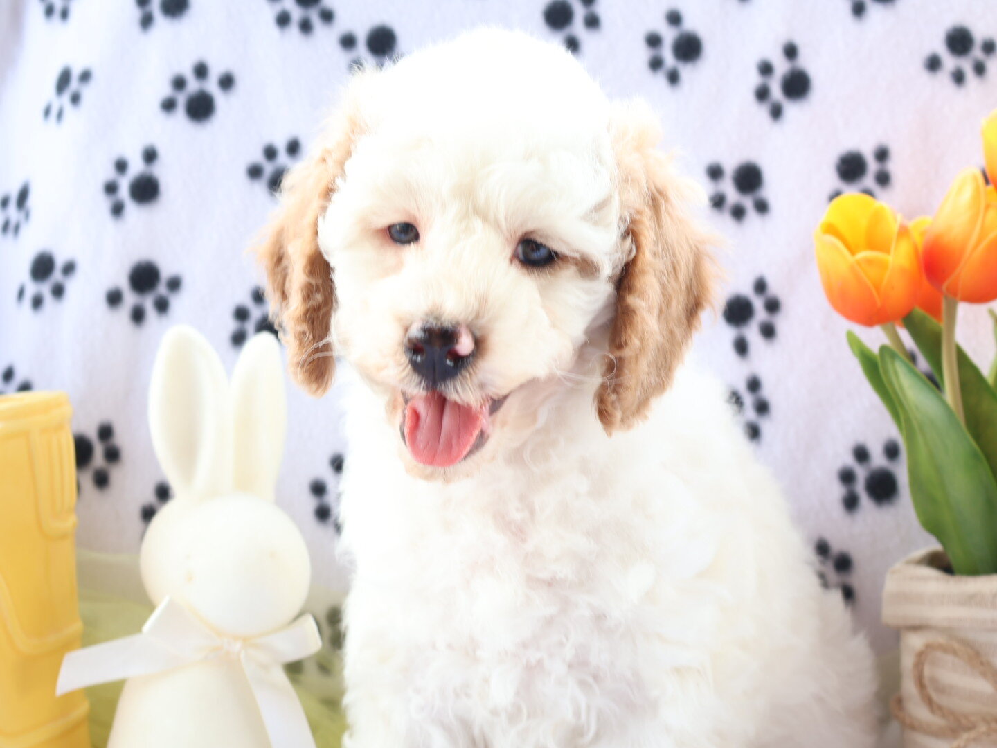 Cute Handsome Mini Goldendoodle image 2