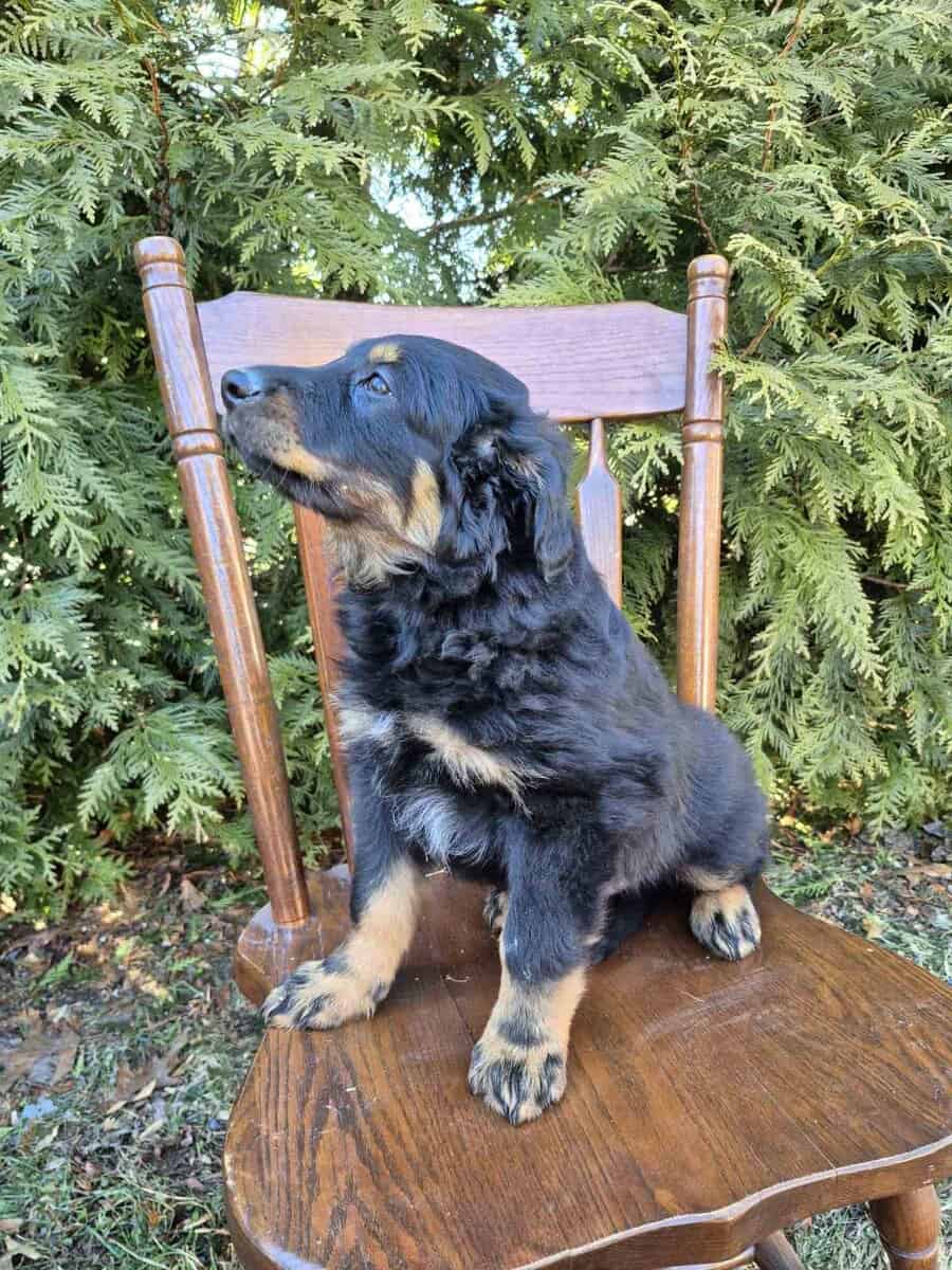 English Shepherd Puppy Cooper image 1