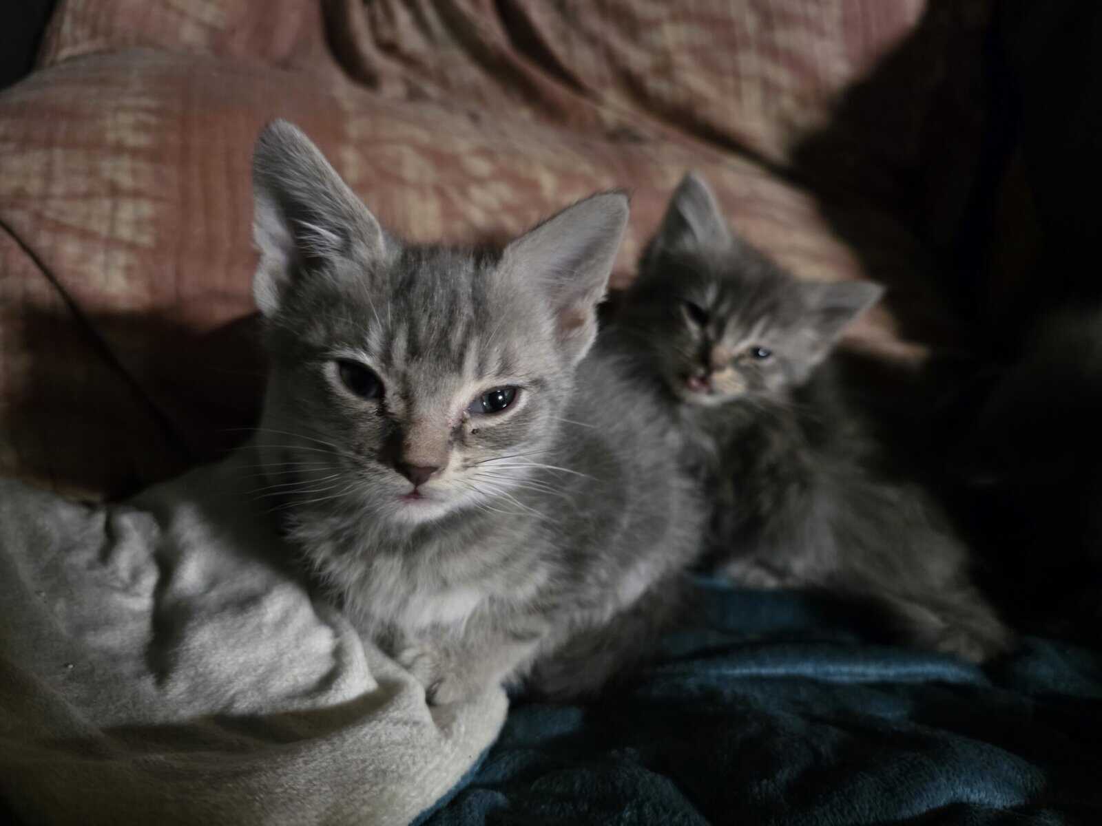 Kittens ready for new home image 7
