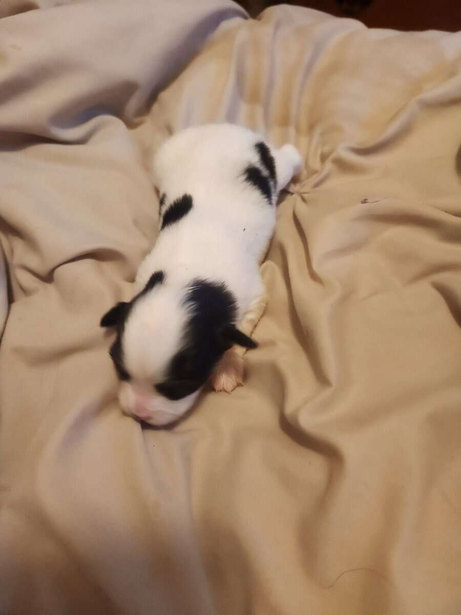 BayBell + Pepe Liter of 2 females/3 males image 9