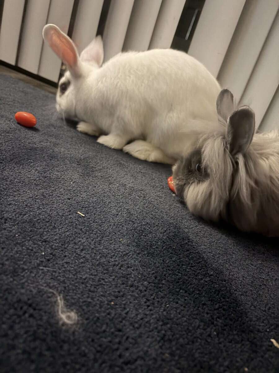 Holland lop mix and Lionshead mix image 1