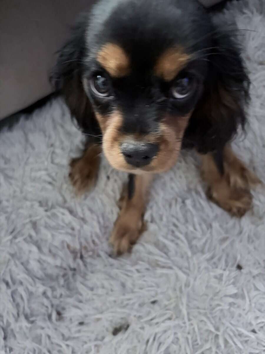 Puppies image 2
