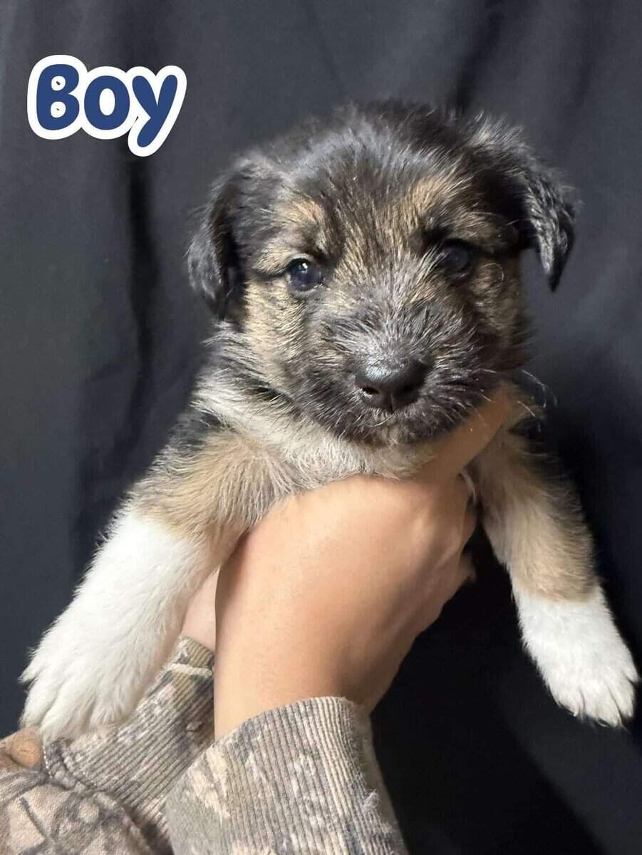 Maltese mix with border collie puppies image 1