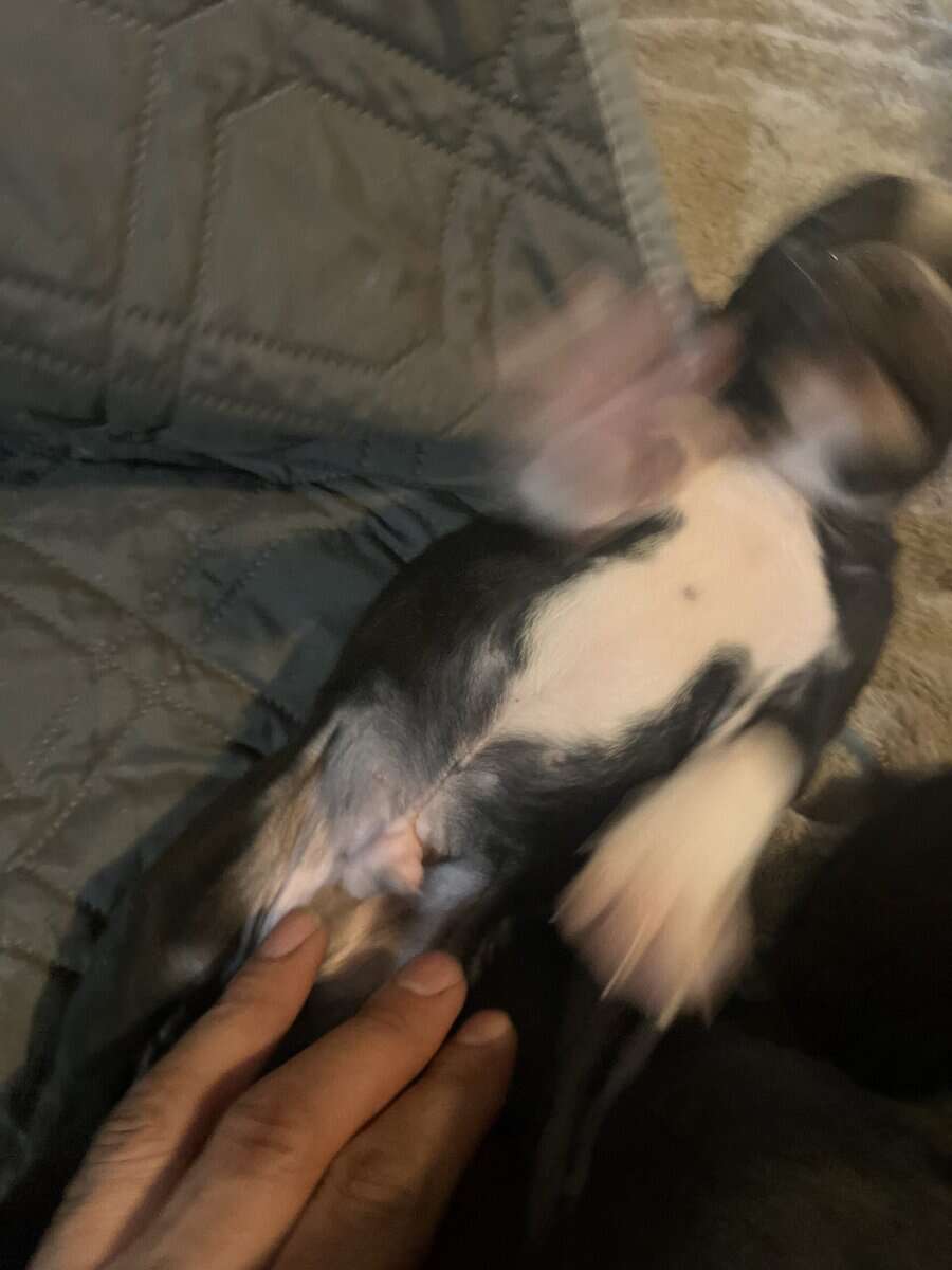 Boston terrier puppies image 11