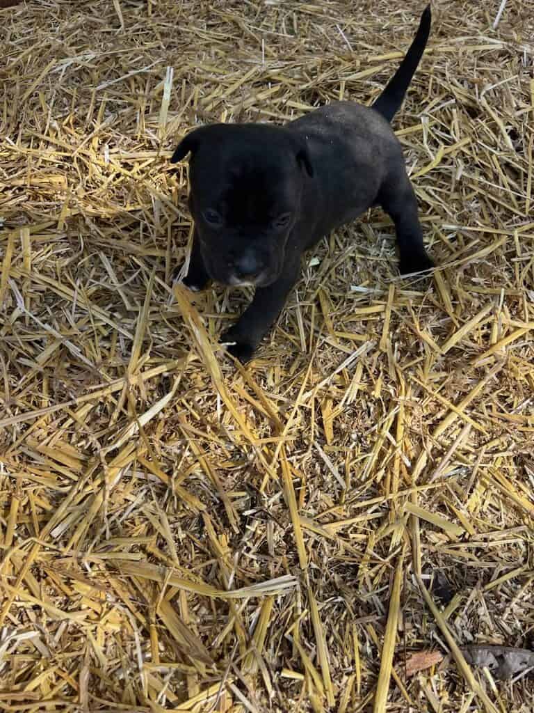 Pit Bull puppies image 3