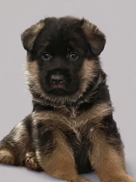 WGSL German Shepherd Puppies image 1