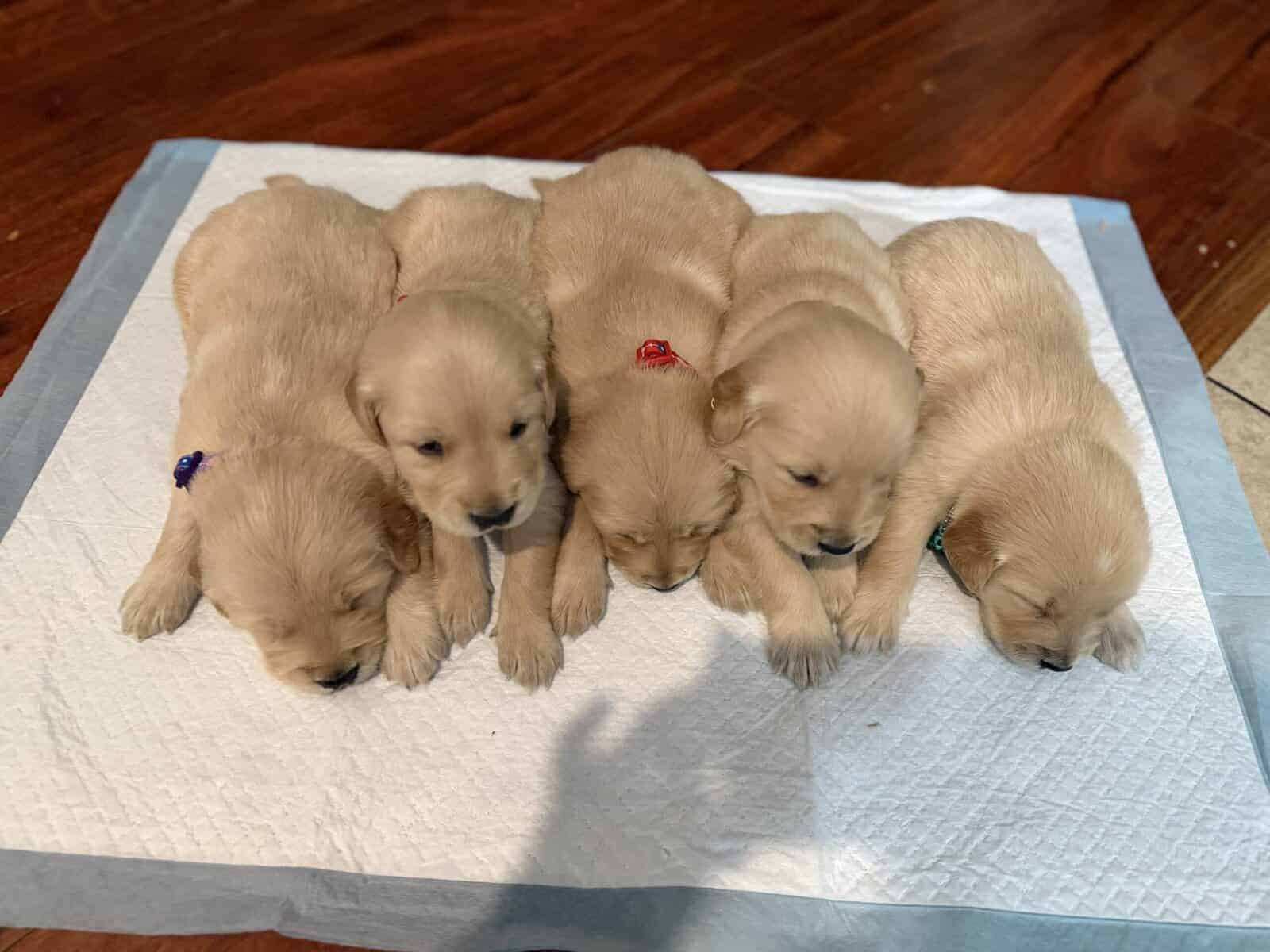 Golden Retrievers puppies image 6