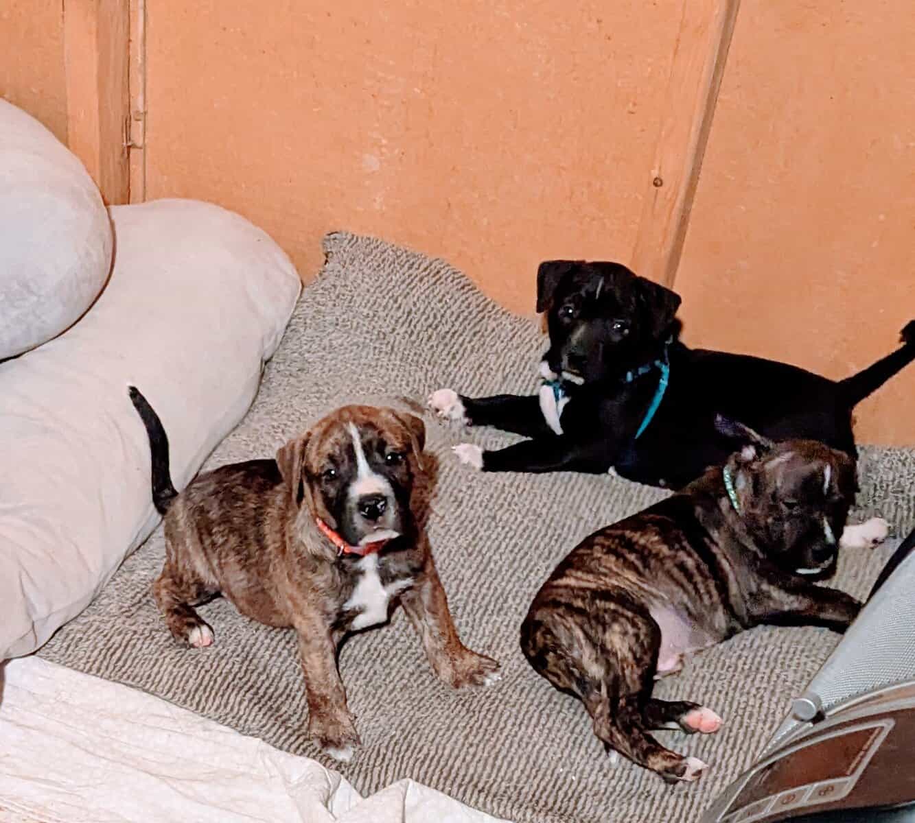 Adorable Puppies 4 Sale image 2