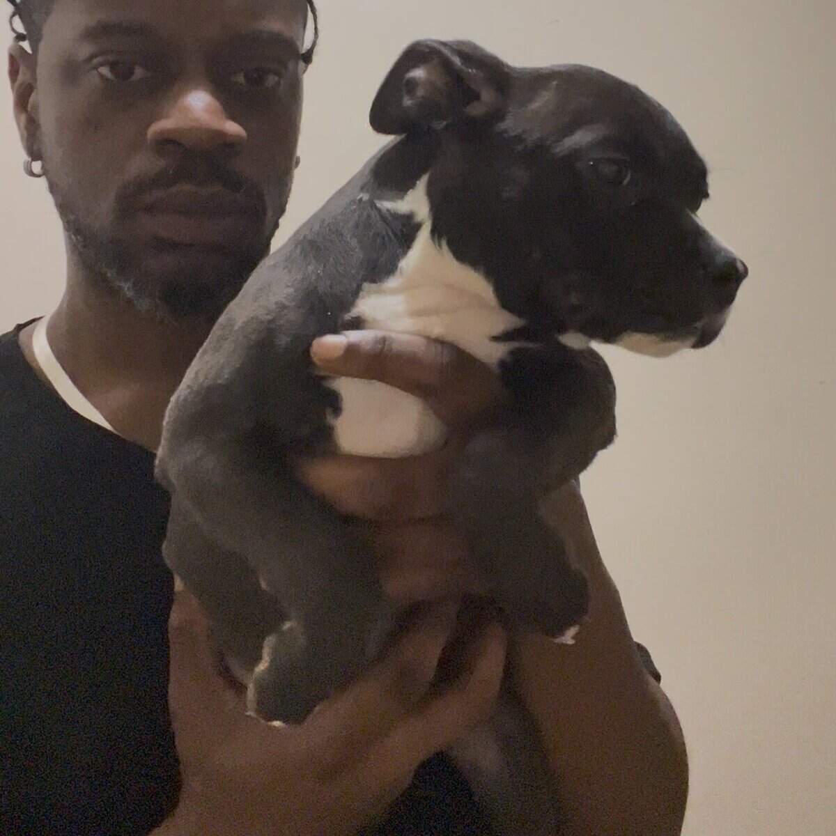 Classic American Bully females image 5