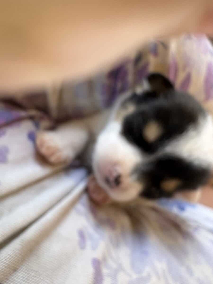 Heeler corgi mix pupies image 8