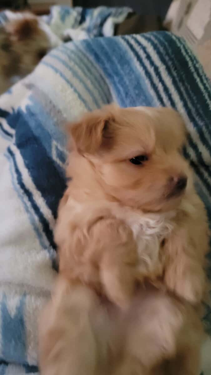 2 male puppies in need of loving home image 3