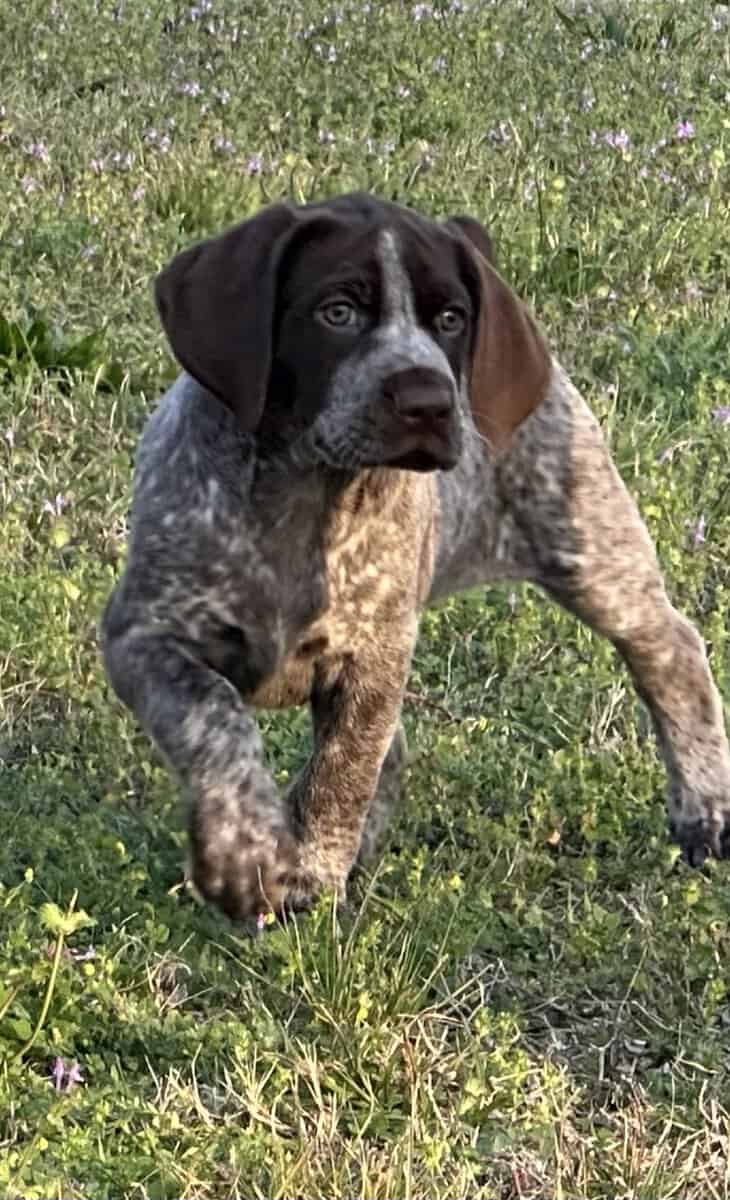 AKC GSP Big Girl image 2