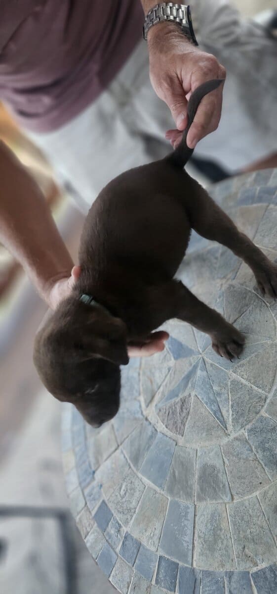 AKC Chocolate Lab Puppies image 6