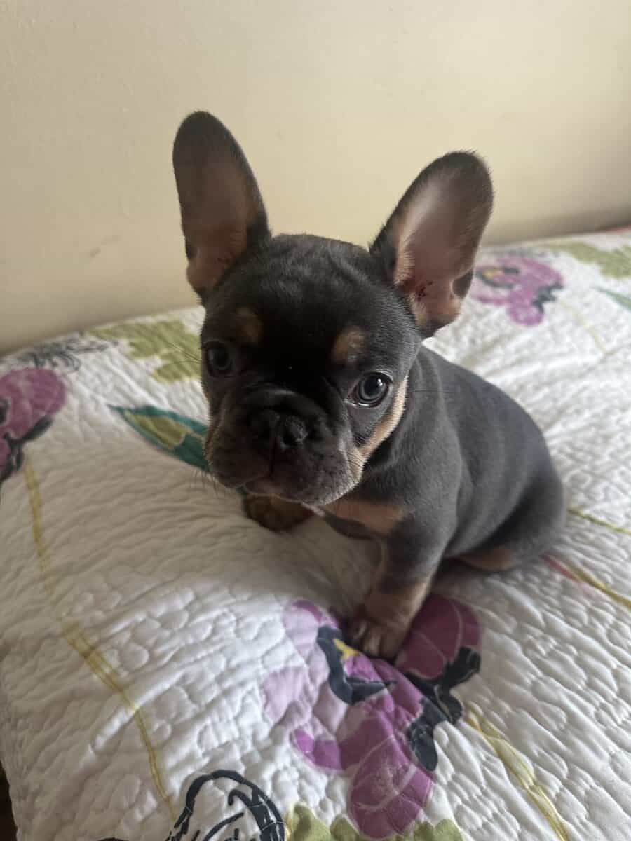 French bulldog puppies image 4