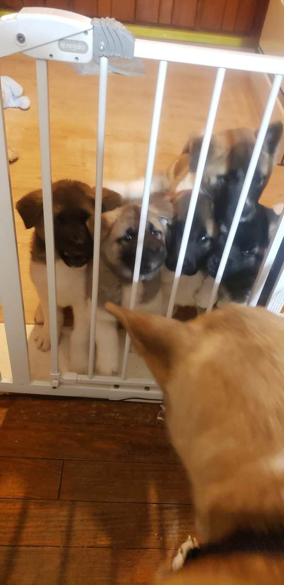 Akc American Akitas image 1