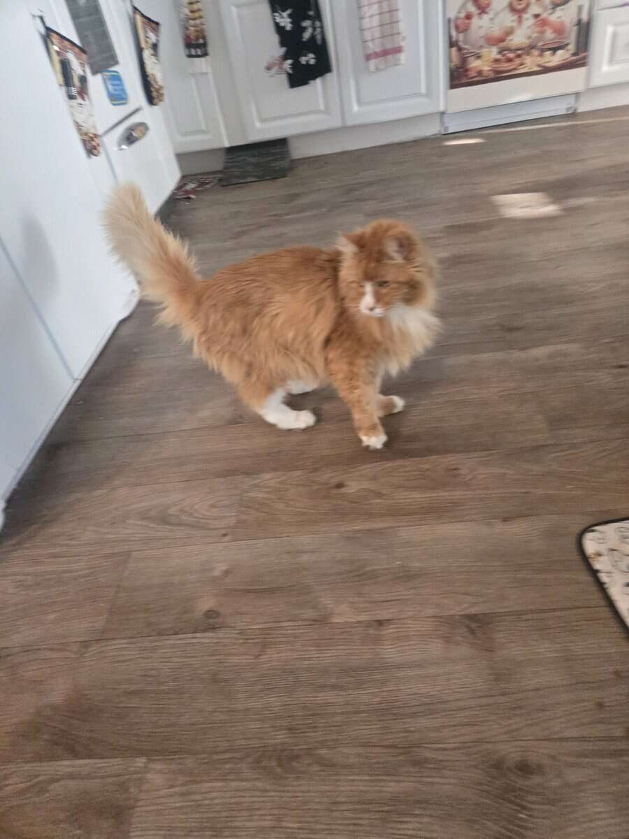 Free Mainecoon image 1