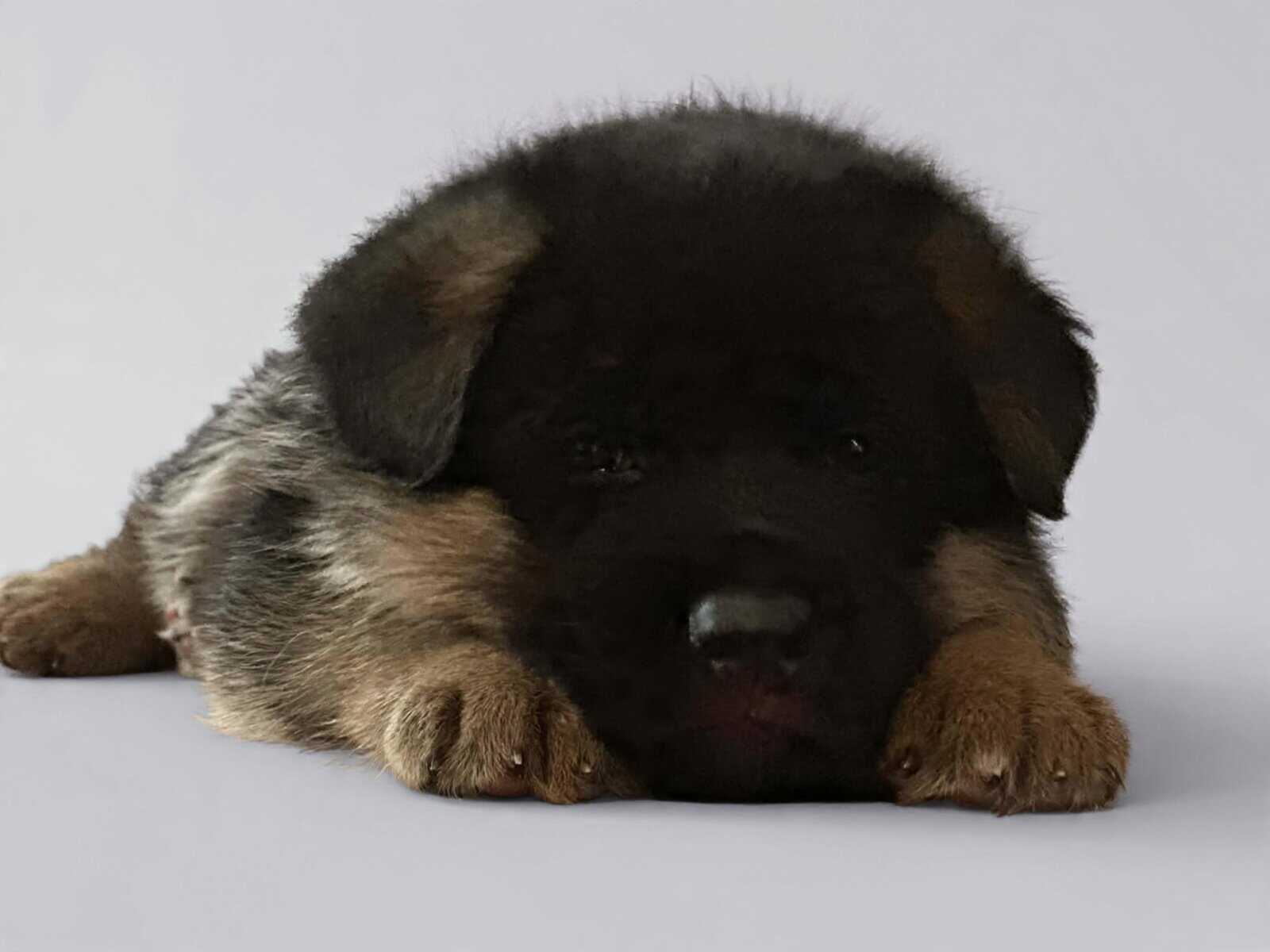 WGSL German Shepherd Puppies image 5
