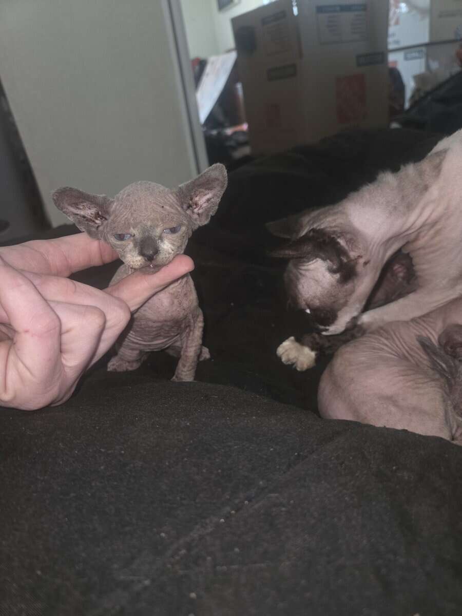 Sphynx boys image 1