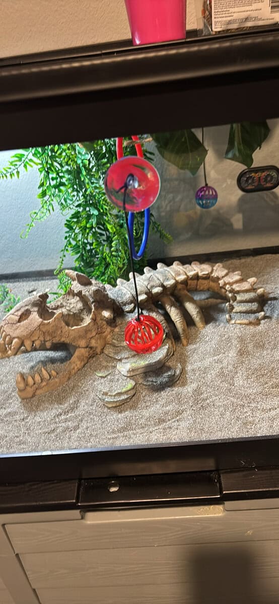 Adolescent bearded dragon with everything! image 4