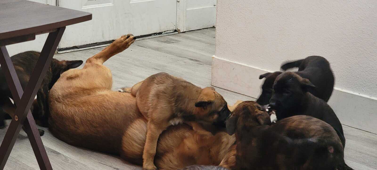 Shepherd puppies image 4