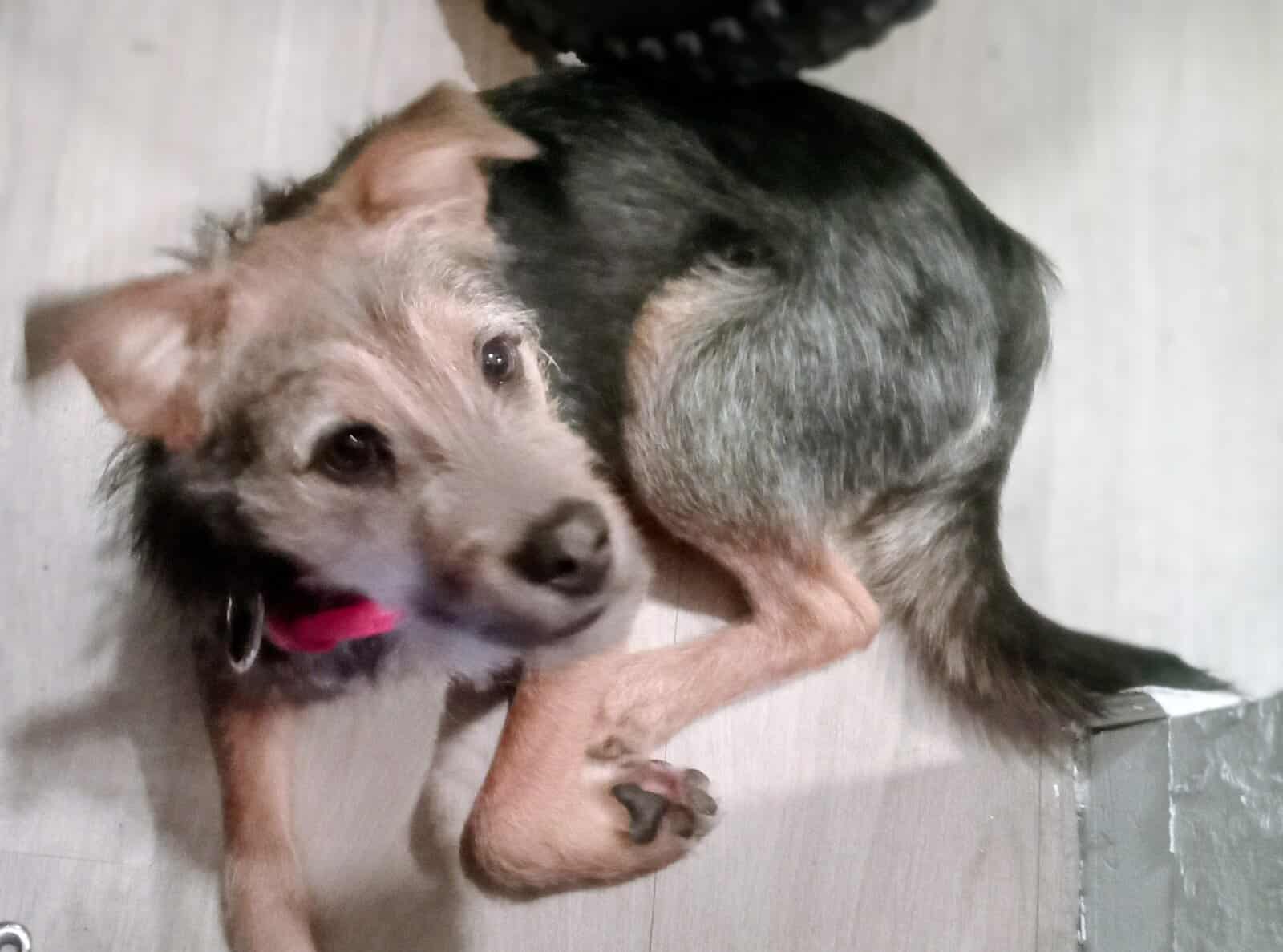 Westy terrier 6 months old image 1