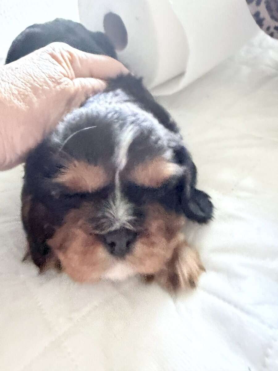 Puppies image 1