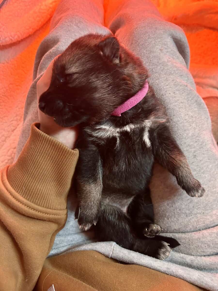 Gerberian Shepherd Puppies image 11